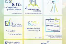 Infographie bilan de la campagne 2024 de surveillance des pollens d'ambroisie.