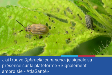 Photo représentant en gros plan un spécimen adulte d'Ophraella communa et une larve sur une feuille verte. La photo est accompagnée du conseil "J'ai trouvé Ophraella communa, je signale sa présence sur la plateforme "Signalement ambroisie - Atlasanté"