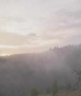 Vue sur une forêt brumeuse